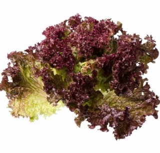 Салат Тамариндо - ООО «Семена Тут»