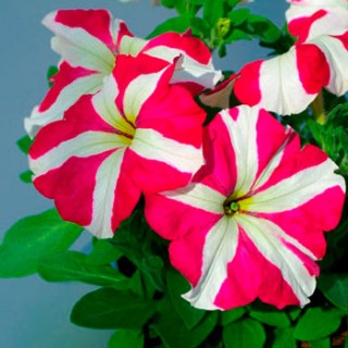 Петуния грандифлора Танго Роуз Стар [1000 драже] - ООО «Семена Тут»