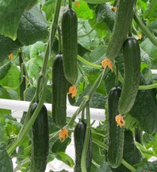 img-0: Огурец Танто F1 - ООО «Семена Тут»