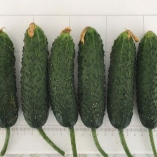 img-0: Огурец Тайгер F1 - ООО «Семена Тут»