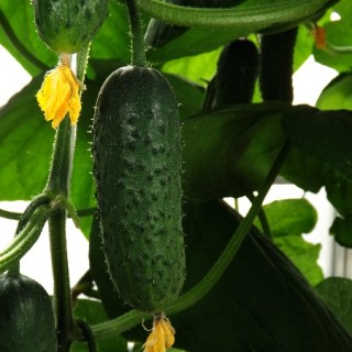 img-0: Огурец Терек F1 - ООО «Семена Тут»