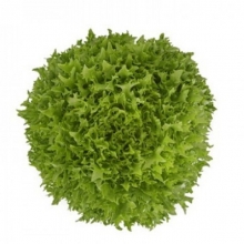 Салат Экстемп - ООО «Семена Тут»