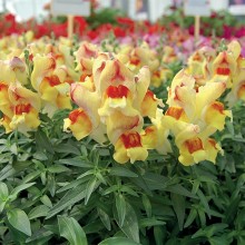 Львиный зев Снэппи Пич Флейм [1000 шт] - ООО «Семена Тут»