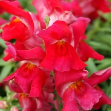 Львиный зев Снэппи Черри [1000 шт] - ООО «Семена Тут»