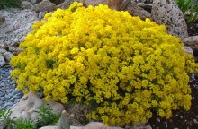 img-1: Алиссум скальный Золотая россыпь - ООО «Семена Тут»