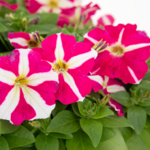 Петуния мультифлора БУМ Эйч ди Роуз Стар [100 драже] - ООО «Семена Тут»