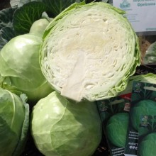 Капуста белокочанная Фрейлина F1 (инкруст.семена) - ООО «Семена Тут»