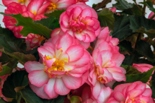 img-1: Бегония клубневая Нонстоп Джой Роуз Пикоти [1000 драже] - ООО «Семена Тут»