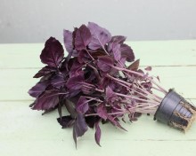 img-1: Базилик Жиголо фиолетовый - ООО «Семена Тут»