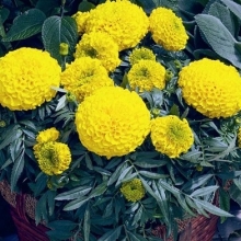 Бархатцы прямостоячие Антигуа Голд [5000 шт] - ООО «Семена Тут»