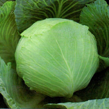 Капуста белокочанная Престиж F1 - ООО «Семена Тут»