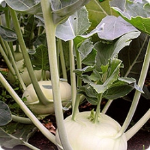 Капуста кольраби Едер РЗ F1 - ООО «Семена Тут»