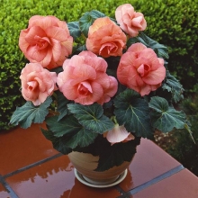 Бегония клубневая Америгибрид Роузформ Пич [1000 драже] - ООО «Семена Тут»