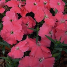 Гвоздика Диана Пинк  [500 шт] - ООО «Семена Тут»