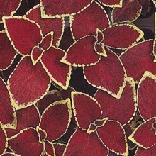 Колеус Визард Скарлет [5000 шт] - ООО «Семена Тут»