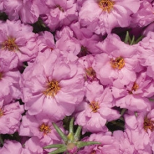 Портулак Стопвотч Роуз [100 драже] - ООО «Семена Тут»