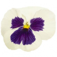 Виола крупноцветковая Инспайер Делюкс Вайт Блотч [1000 шт] - ООО «Семена Тут»