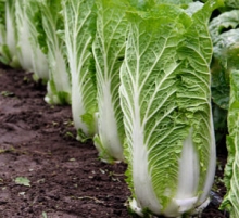 img-1: Капуста пекинская Натсуки F1 - ООО «Семена Тут»