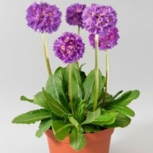 Примула зубчатая Королла Блю [5000 шт] - ООО «Семена Тут»