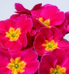 Примула Орион Черри [1000 шт] - ООО «Семена Тут»