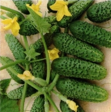 Огурец Боярский F1 - ООО «Семена Тут»