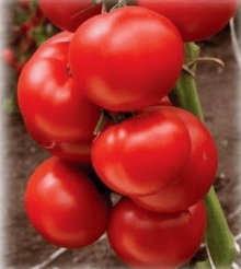 Томат Крылатый F1 (инкруст. семена) - ООО «Семена Тут»