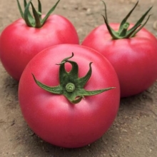 Томат Ланканг (V458) F1 - ООО «Семена Тут»