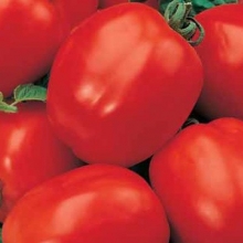 Томат Коррида - ООО «Семена Тут»