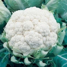 Капуста цветная Фридом F1 - ООО «Семена Тут»
