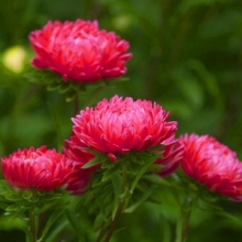 img-1: Астра Бонита  Скарлет [2500 шт] - ООО «Семена Тут»