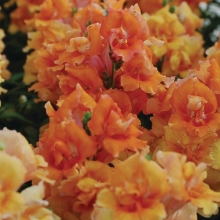 Львиный зев махровый Твинни Бронз Шейдес [1000 шт] - ООО «Семена Тут»