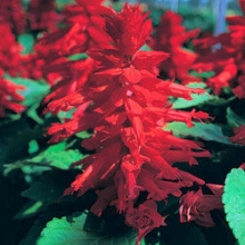 Сальвия Сизлер Ред [50 шт] - ООО «Семена Тут»