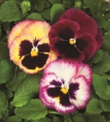 Виола крупноцветковая Колоссус Роуз Сюрпрайз [1000 шт] - ООО «Семена Тут»