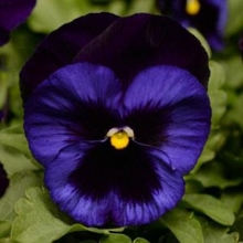 Виола крупноцветковая Матрикс Деним [1000 шт] - ООО «Семена Тут»