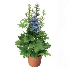 img-1: Дельфиниум высокий Дельфина Лайт блю Вайт Би [100 шт] - ООО «Семена Тут»