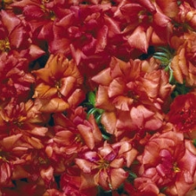 Портулак Стопвотч Скарлет [100 драже] - ООО «Семена Тут»