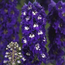 Дельфиниум высокий Дельфина Дарк Блю Вайт Би [100 шт] - ООО «Семена Тут»