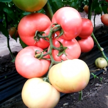 img-1: Томат Мануза F1 - ООО «Семена Тут»