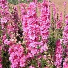 Дельфиниум крупноцветковый Розовая бабочка - ООО «Семена Тут»