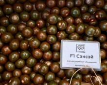 Томат Сэнсэй F1 - ООО «Семена Тут»