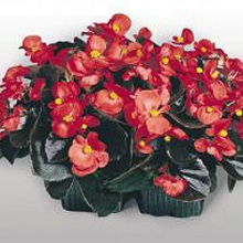 img-1: Бегония вечноцветущая Коктейль Водка [1000 драже] - ООО «Семена Тут»