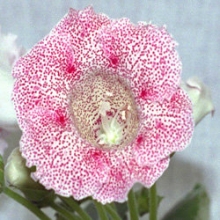 Глоксиния Импресс Ред Спотид [1250 драже] - ООО «Семена Тут»