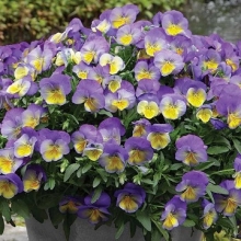 img-1: Виола ампельная Кул Вэйв Морфо [100 шт] - ООО «Семена Тут»