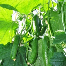 Огурец Мелен F1 - ООО «Семена Тут»