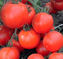 Томат Премьера F1 - ООО «Семена Тут»