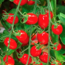 Томат Мини Стар F1 - ООО «Семена Тут»