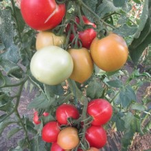 Томат Кудесник - ООО «Семена Тут»