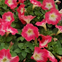 Петуния мультифлора Мамбо Джи Пи Ред Морн [1000 драже] - ООО «Семена Тут»