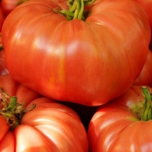 Томат Добрыня Никитич - ООО «Семена Тут»