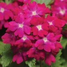 Вербена Кварц Кармин Роуз [100 шт] - ООО «Семена Тут»